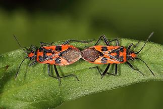 Corizus hyoscyami - Zimtwanze, Paar