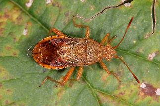 Rhopalus maculatus - kein dt. Name bekannt