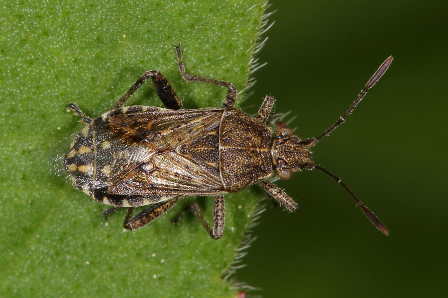 Stictopleurus punctatonervosus - kein dt. Name bekannt