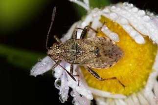 Stictopleurus punctatonervosus - kein dt. Name bekannt, Wanze auf Gänseblümchen