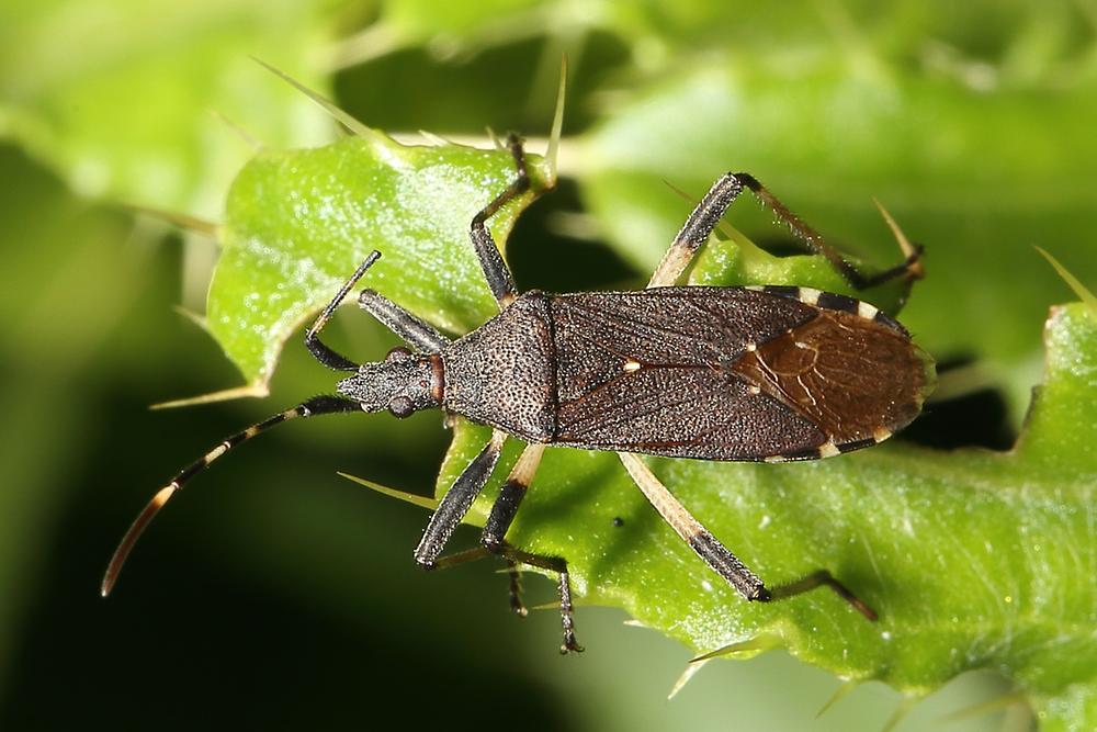 Dicranocephalus albipes - kein dt. Name bekannt