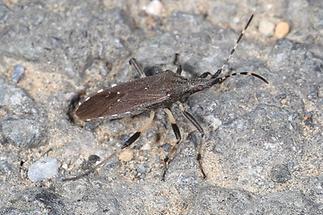 Dicranocephalus albipes - kein dt. Name bekannt, Wanze auf Fahrweg