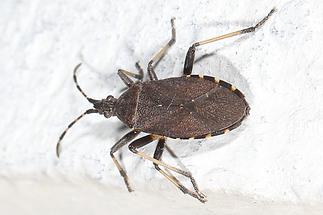 Dicranocephalus medius - kein dt. Name bekannt