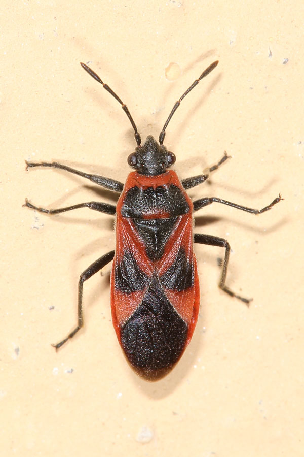 Arcuatus roeseli - kein dt. Name bekannt, Wanze auf Klostermauer