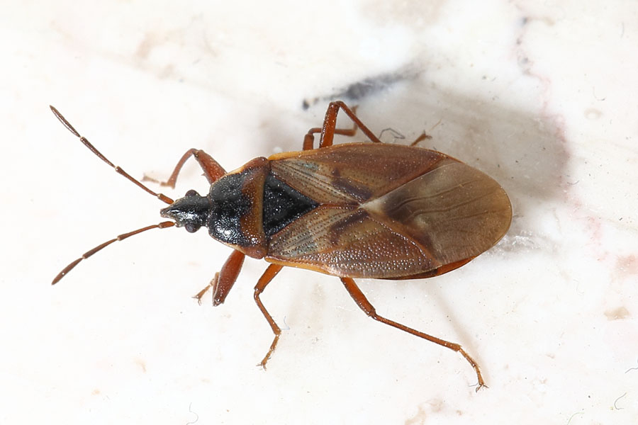 Gastrodes abietum - kein dt. Name bekannt, Wanze auf Mauer