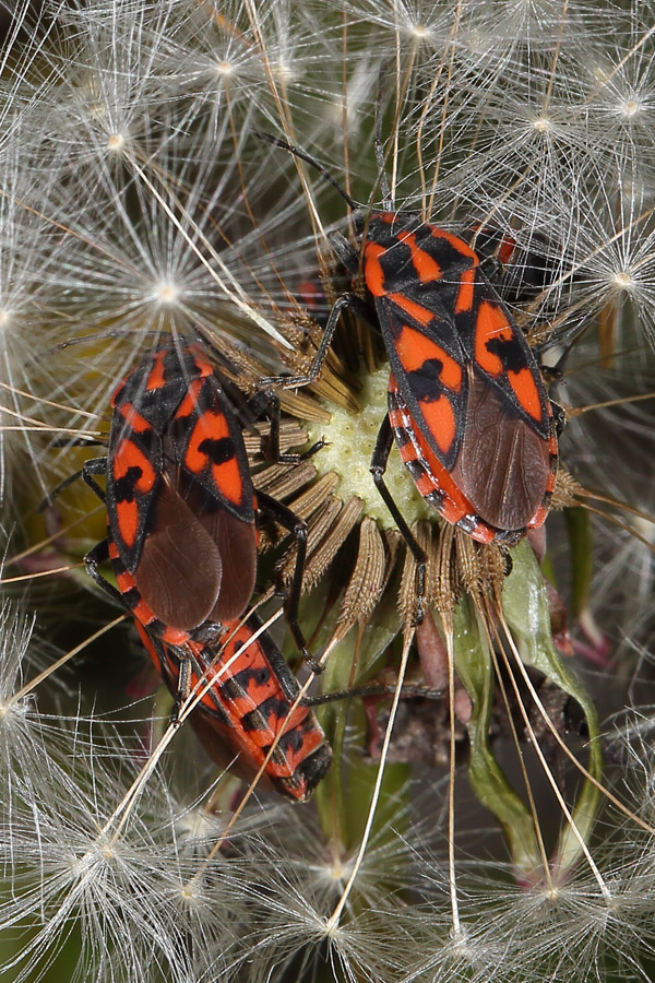 Lygaeus saxatilis - Knappe