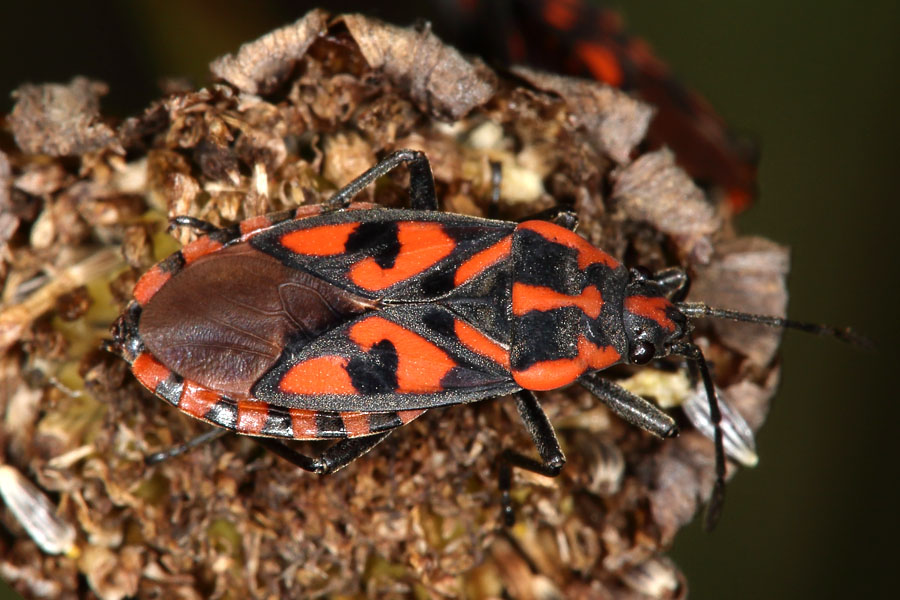 Lygaeus saxatilis - Knappe, Wanze auf ...