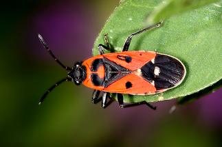 Melanocoryphus albomaculatus - Weißpunkt-Bodenwanze