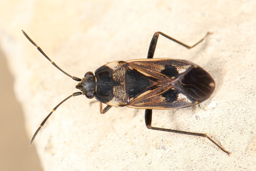 Rhyparochromus vulgaris - Gemeine Bodenwanze, Wanze auf Mauer