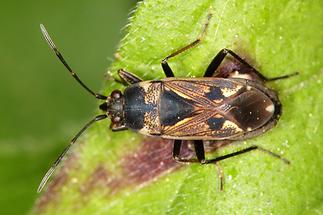 Rhyparochromus confusus - kein dt. Name bekannt, Wanze auf Blatt