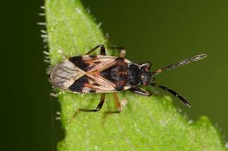 Scolopostethus affinis - Nesselwicht, Wanze auf Blatt