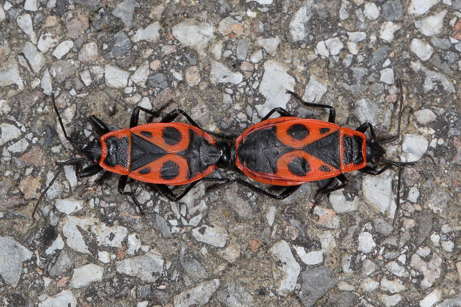 Pyrrhocoris apterus - Gemeine Feuerwanze, Paar auf Fahrstraße