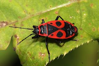 Pyrrhocoris apterus - Gemeine Feuerwanze, Wanze auf Blatt