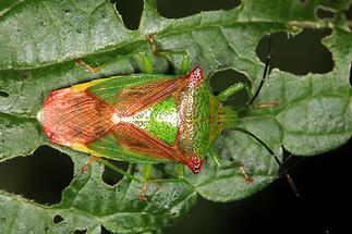 Acanthosoma haemorrhoidale - Wipfel-Stachelwanze, Wanze auf Blatt (2)