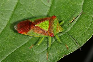 Acanthosoma haemorrhoidale - Wipfel-Stachelwanze, Wanze auf Blatt (3)