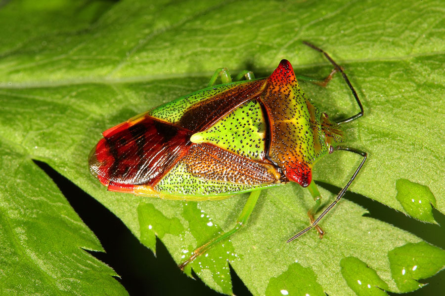 Acanthosoma haemorrhoidale - Wipfel-Stachelwanze, Wanze auf Blatt