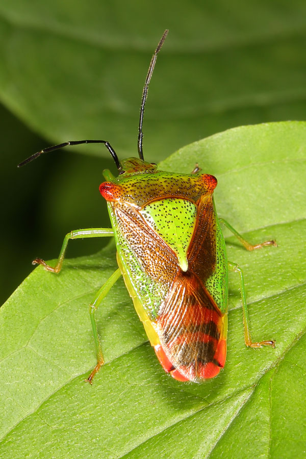 Acanthosoma haemorrhoidale - Wipfel-Stachelwanze, Wanze auf Blatt