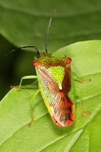 Acanthosoma haemorrhoidale - Wipfel-Stachelwanze, Wanze auf Blatt (5)