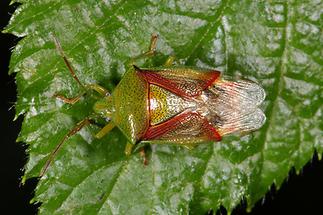 Elasmostethus interstictus - Bunte Blattwanze, Wanze auf Blatt