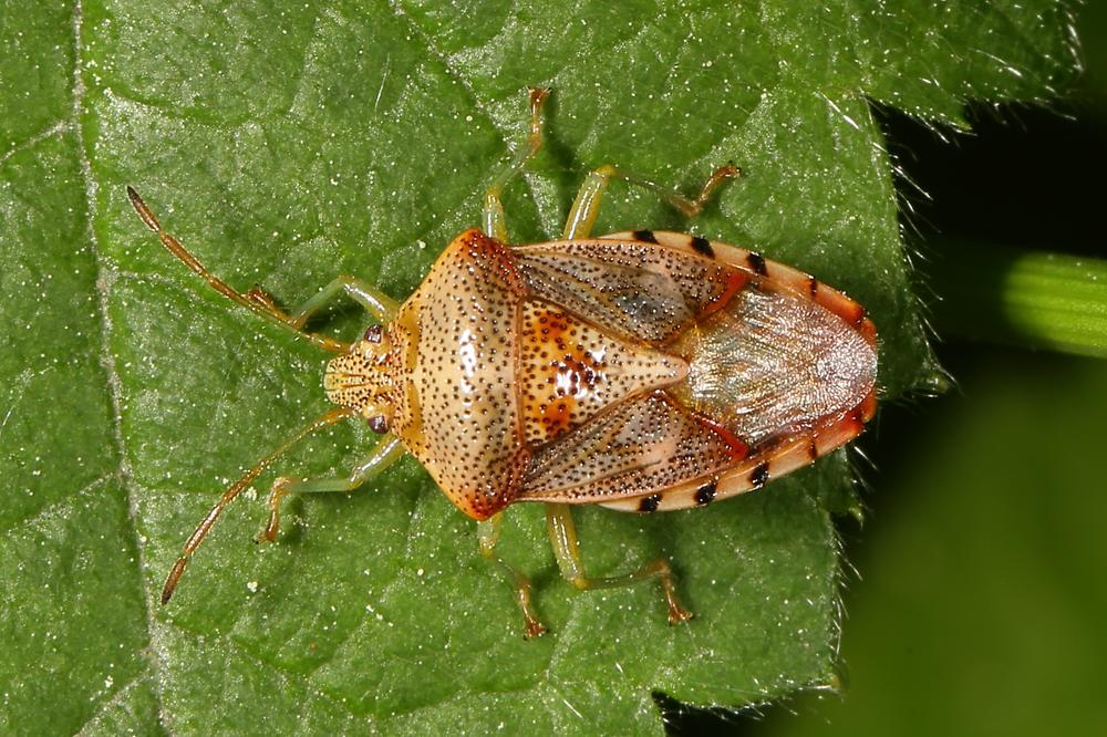 Elasmucha cf. grisea - Fleckige Brutwanze