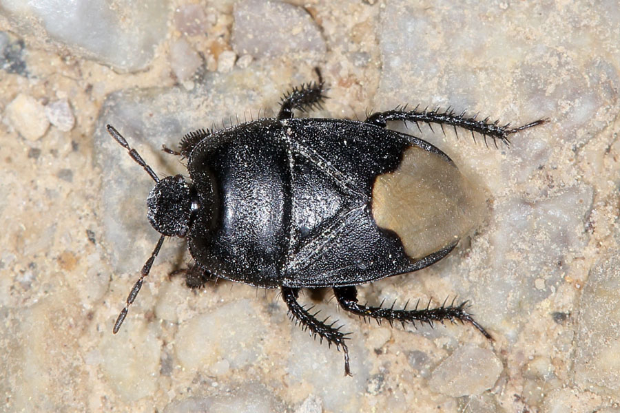 Cydnus aterrimus - kein dt. Name bekannt, Wanze auf Fahrweg