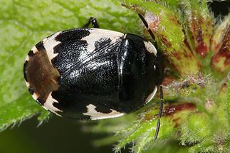 Tritomegas bicolor - Schwarzweiße Erdwanze, Wanze auf Blatt