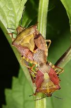 Carpocoris purpureipennis - Purpur-Fruchtwanze, Paar auf Stengel