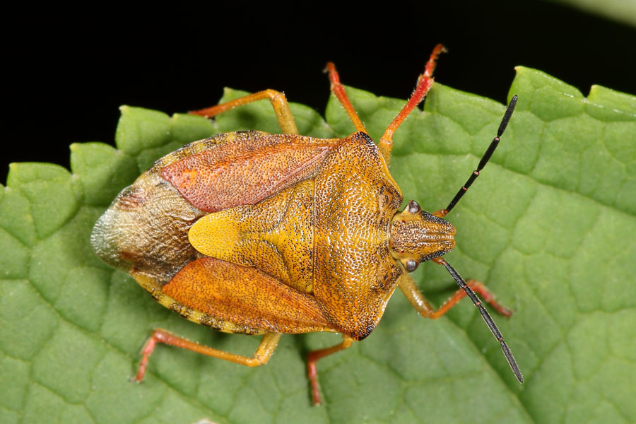 Carpocoris purpureipennis - Purpur-Fruchtwanze, Wanze auf Blatt