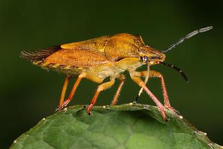 Carpocoris purpureipennis - Purpur-Fruchtwanze, Wanze auf Blattrand