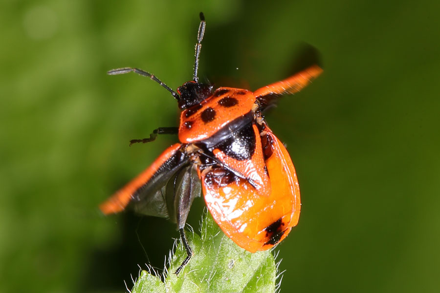 Eurydema dominulus - Zierliche Gemüsewanze, Wanze beim Abflug