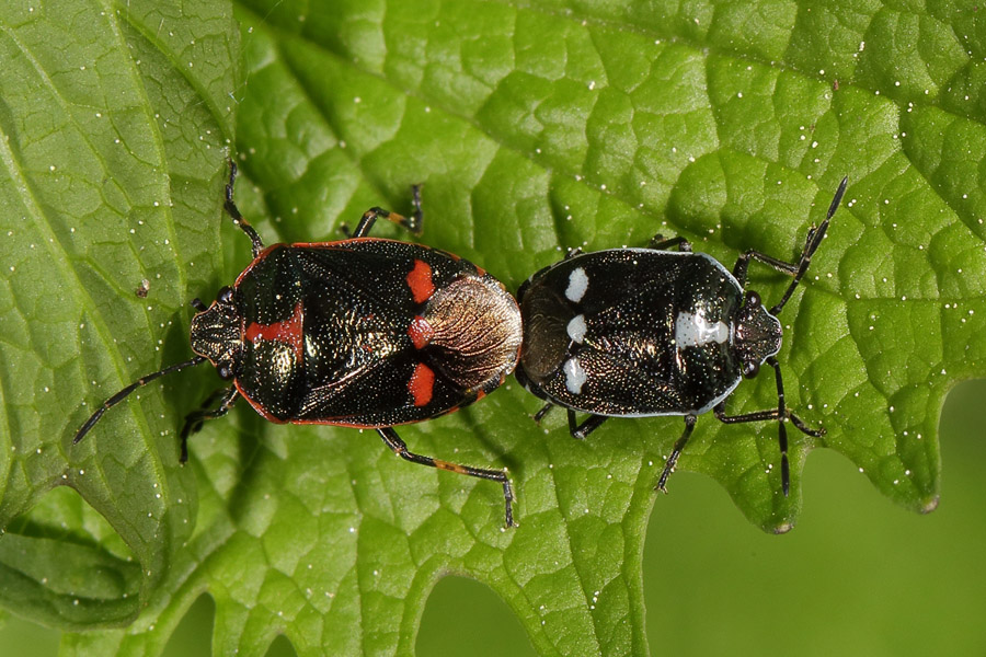 Eurydema oleraceum - Kohlwanze, Paar