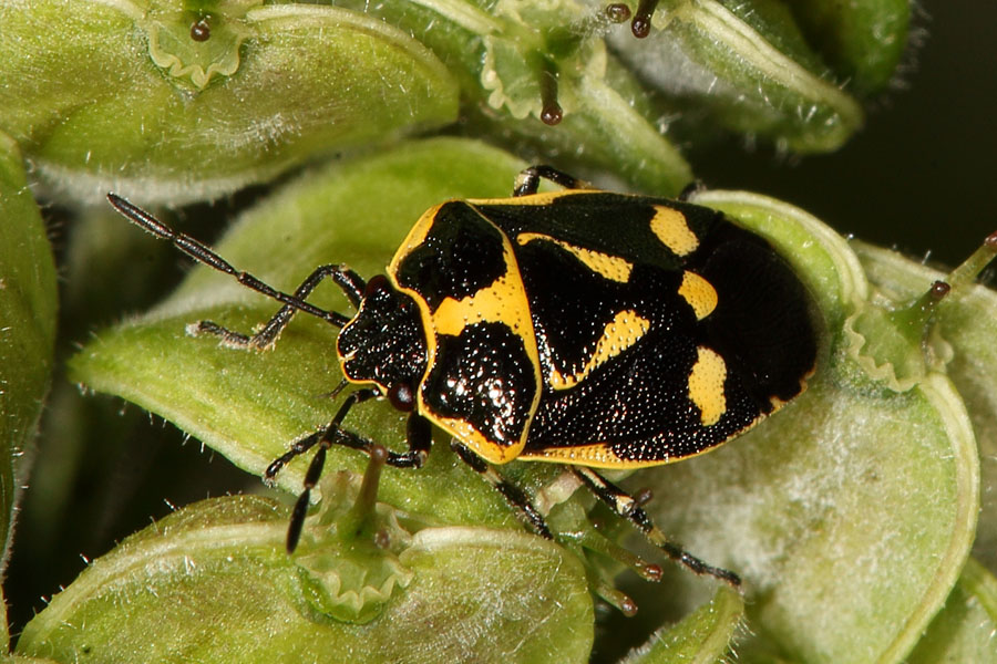 Eurydema oleraceum - Kohlwanze, Wanze auf Samen