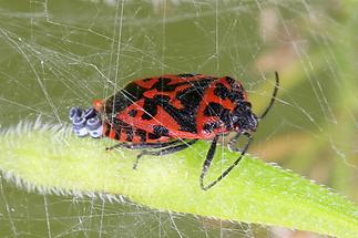 Eurydema ventrale - kein dt. Name bekannt, Weibchen bei der Eiablage