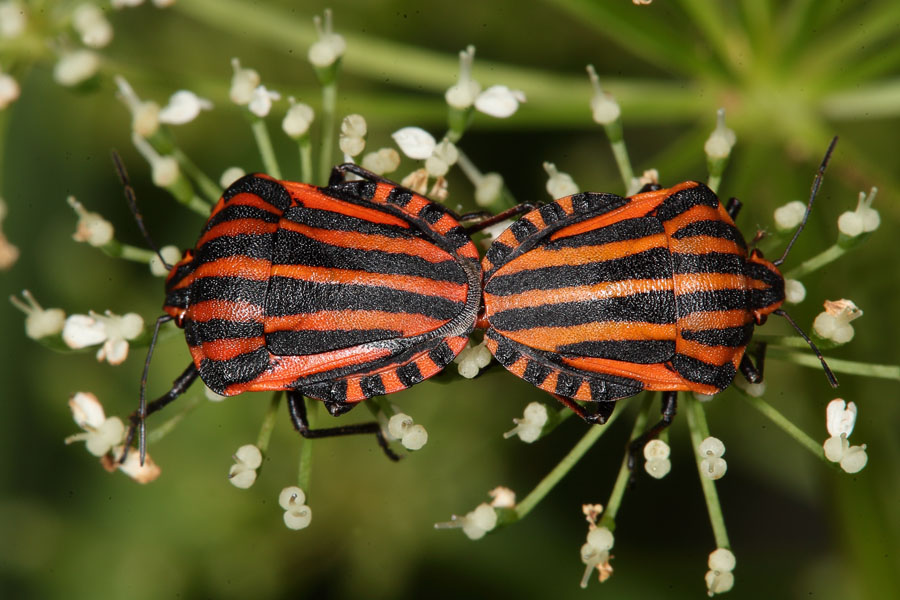 Graphosoma ornatum - Streifenwanze, Paar