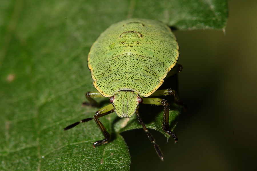 Palomena prasina - Grüne Stinkwanze, Larve