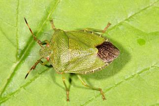 Palomena prasina - Grüne Stinkwanze, Wanze auf Blatt (1)