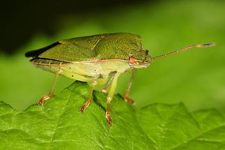 Palomena prasina - Grüne Stinkwanze, Wanze auf Blatt (2)