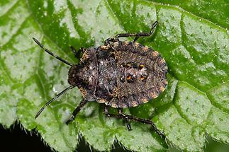 Pentatoma rufipes - Rotbeinige Baumwanze, Larve