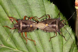 Pentatoma rufipes - Rotbeinige Baumwanze, Paar