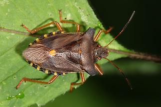 Pentatoma rufipes - Rotbeinige Baumwanze, Wanze auf Blatt