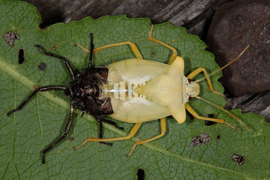 Pentatoma rufipes - Rotbeinige Baumwanze, Wanze beim Häuten