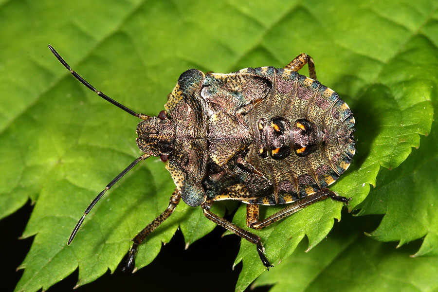 Pentatoma rufioes - Rotbeinige Baumwanze, ältere Larve