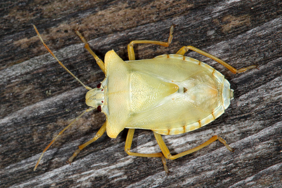 Pentatoma rufipes - Rotbeinige Baumwanze, frisch gehäutet