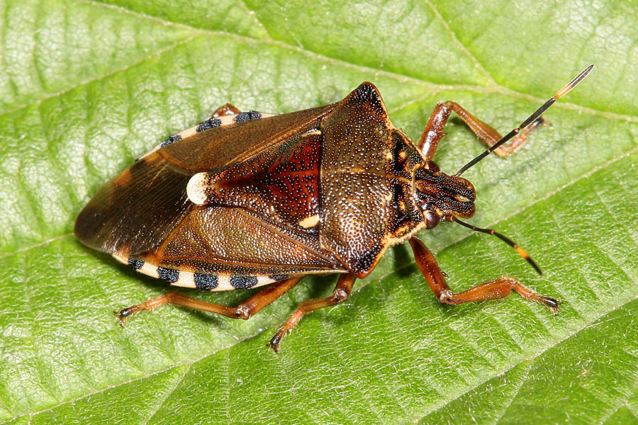 Pinthaeus sanguinipes - Raupenjäger, selten im südlichen Mitteleuropa