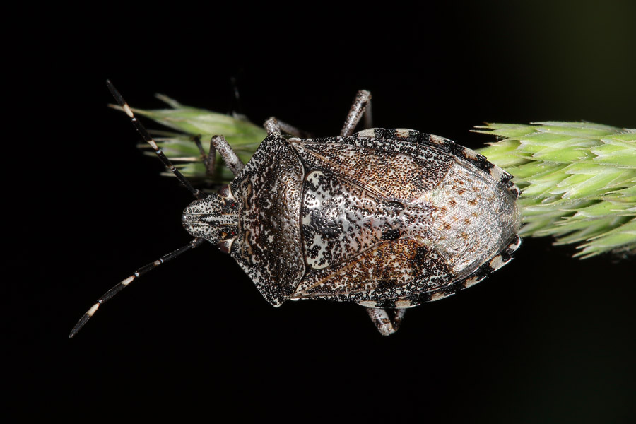 Raphigaster nebulosa - Graue Feldwanze