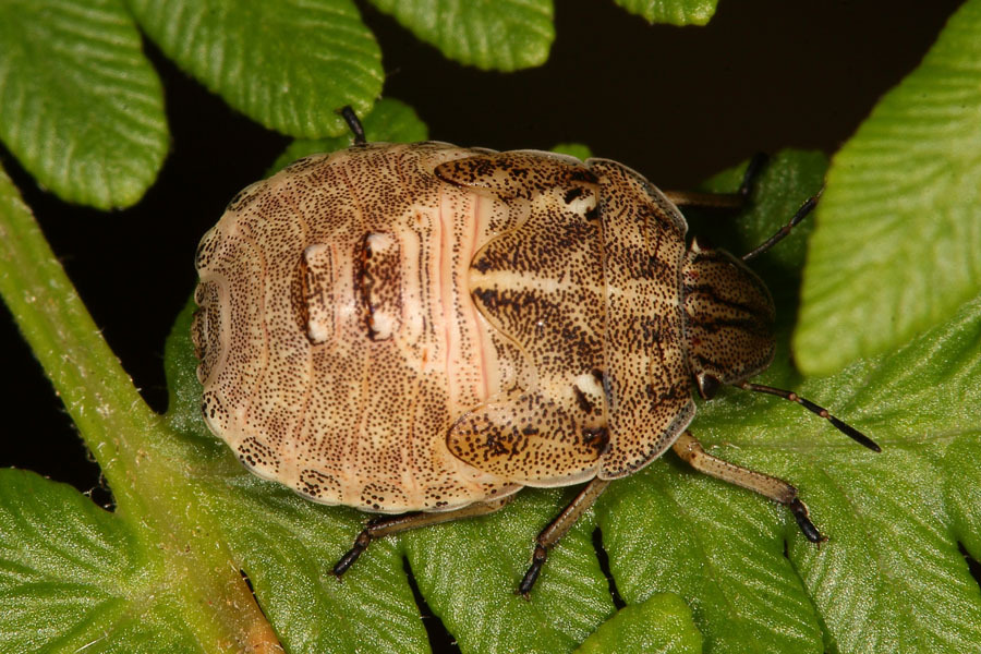 Eurygaster testudinaria - Riedgräserwanze, Schildkrötenwanze, Larve