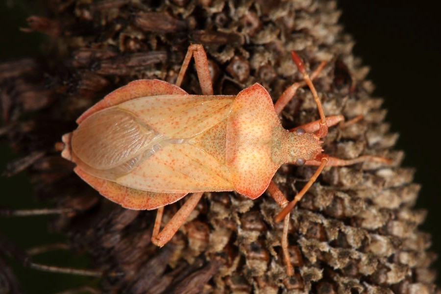 Coreus marginatus - Lederwanze, Wanze auf frisch geschlüpft