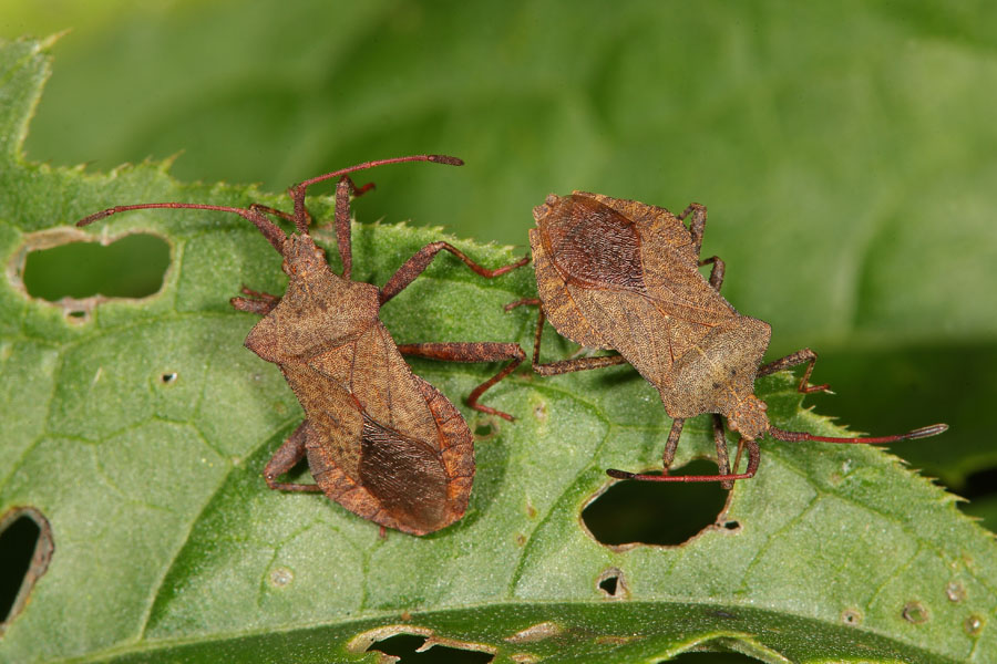 Coreus marginatus - Lederwanze, zwei Wanzen