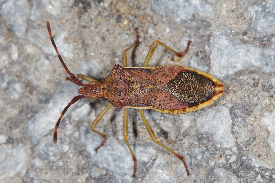 Gonocerus juniperi - Wacholder-Randwanze