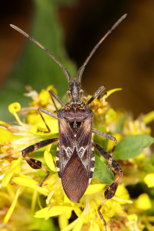 Leptoglossus occidentalis - Amerikanische Kiefern-, Zapfenwanze, Wanze auf Blüten